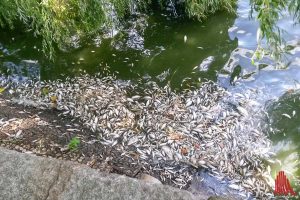 Experten schätzen, dass der Großteil des Fischbestandes im Aasee verendet ist. (Foto: Maria Lange)