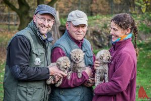 Kurator Dr. Dirk Wewers (l.), Tierpfleger Alexander Dietrich und Tierpflegerin Anke Riem mit den 3 Gepardenbabies. (Foto: Thomas Hölscher)