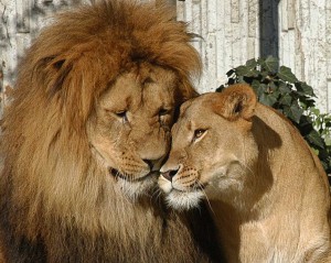 Das Löwenpaar Jarah und Zeta (Foto: Zoo) 