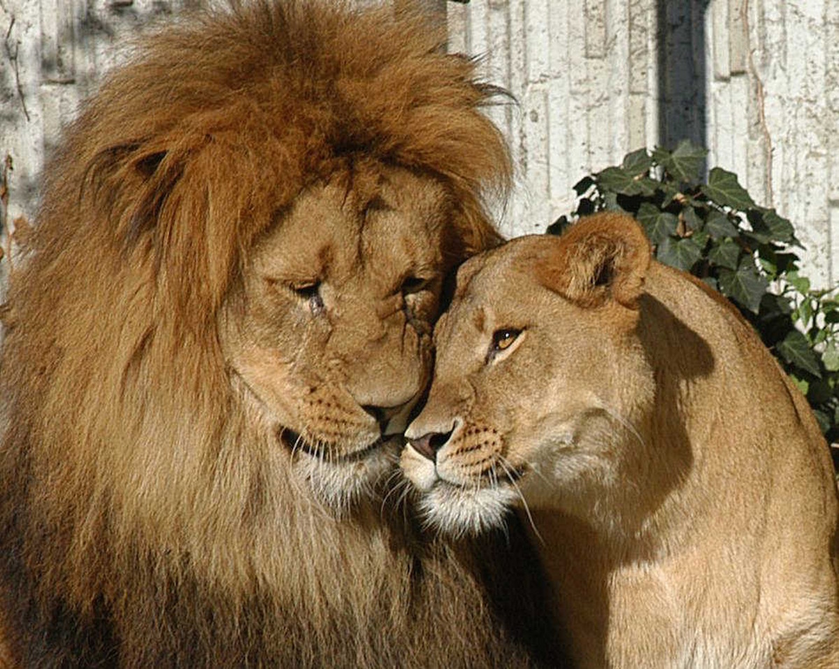 Лев какое семейство. Лев львица и Львенок. Лев львица и Львенок любовь. Семья Львов. Львы любовь.