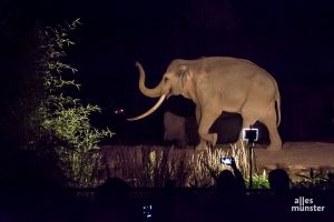 Wer am nächsten Samstag zu „Nachts im Zoo“ in den Allwetterzoo möchte, sollte sich sputen. Die auf 4000 Stück limitierten Karten sind bereits zur Hälfte ausverkauft. (Archivbild: Thomas Hölscher)