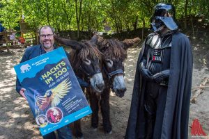 Zoochef Thomas Wilms freut sich schon jetzt auf "Nachts im Zoo". Die Besucher werden an zwei Terminen auch auf die Poitou-Riesenesel und Figuren aus "Star Wars" treffen. (Foto: th)