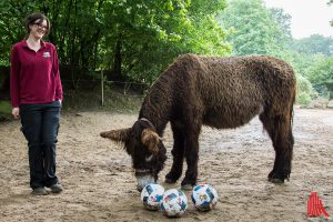 Poitou-Esel Amélie ist das neue EM-Orakel im Allwetterzoo. "Trainiert" wird sie von Tierpflegerin Sandra Dechert. (Foto: th)