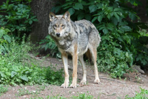 Beeindruckend, aber beherrschbar: Die Begegnung mit einem Wolf. (Foto: Doris Opitz / pixelio.de)