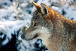 Im Zoo ein schöner Anblick, in der Natur möchte vielleicht nicht jeder einem Wolf begegnen. (Foto: paukereks / pixelio.de)