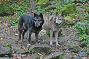 Diese beiden Exemplare leben im Allwetterzoo. Doch auch in freier Wildbahn wurden bei uns bereits Wölfe gesichtet. (Foto: Allwetterzoo Münster)