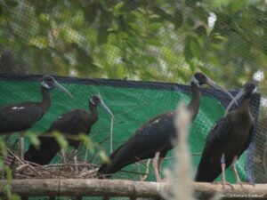 Der Weißschuteribis wurde von der Weltnaturschutzorganisation IUCN als kritisch vom Aussterben bedroht eingestuft. (Foto: ACCB / Bethany Bradbury)