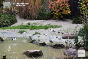 Wegen der Vogelgrippe müssen auch die Tiere von der Watvogelanlage im Allwetterzoo aufgestallt werden. (Foto: Sebastian Rohling)