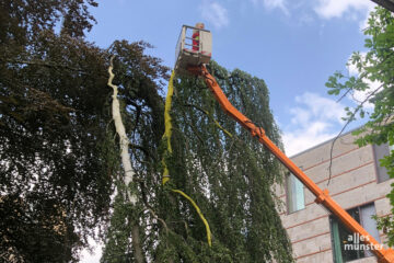 Mit Hubsteigern haben Spezialisten die Schutzschicht aufgebracht. (Foto: Bührke)