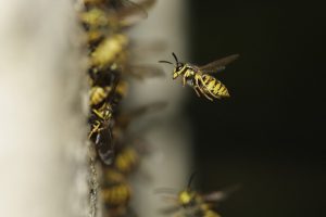 Insektenplagen locken auch unseriöse Notdienste ans Tageslicht. (Foto: CC0)