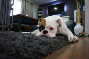 Bei soviel Tipps für's zu Hause bleiben, wird der Hund auch ohne Pfanne verrückt. (Stockfoto: Pexels / CC0)