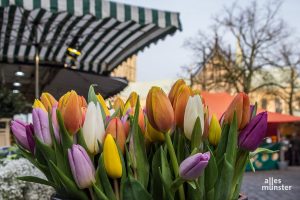 Viele bunte Farben sind auf dem Markt zu sehen - und man kann sie sich sogar mit nach Hause nehmen! (Foto: Thomas Hölscher)