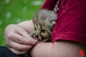 Der keine Geparden-Kater im Zoo muss nun nicht mehr zusätzlich von den Pflegern gefüttert werden. (Foto: th)