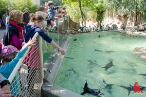 Unmittelbar hinter der Glasscheibe ist die Chance am größten, den Fisch an den Mann, äh, Pinguin zu bringen. (Foto: th)