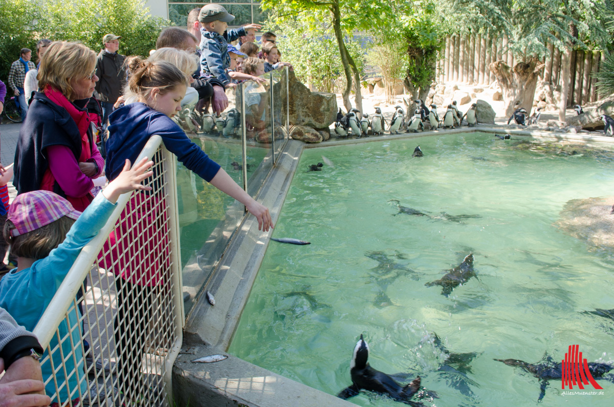 Unmittelbar hinter der Glasscheibe ist die Chance am größten, den Fisch an den Mann, äh, Pinguin zu bringen. (Foto: th)