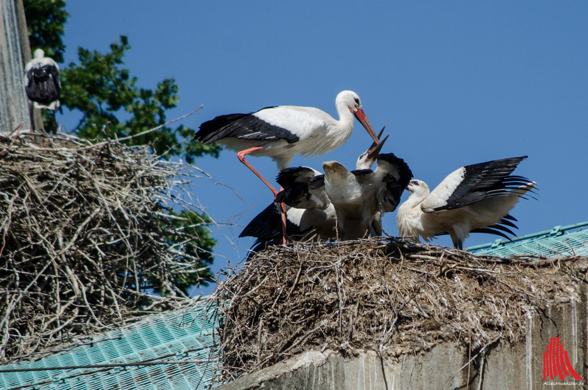 Auch Behausungen anderer Vögel sind nicht vor Nestbau des Storches sicher: Störche auf der Greifvogel-Voliere. (Foto: th)