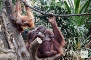 Das Wohlergehen und die verantwortungsvolle Haltung der Menschenaffen­ standen mehrmals bei Treffen der „Great Ape TAG Meeting“ in Münster im Vordergrund. (Archivbild: Thomas Hölscher)