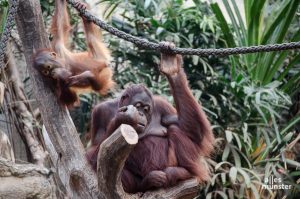 Ohne Besucher haben sich auch die Zootiere gelangweilt, wie hier die Orang-Utans. (Archivbild: Thomas Hölscher)