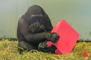 Geburtstags-Gorilla "Demba" packt die Geschenke aus. (Foto: th) 