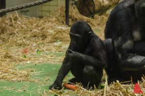 Das zweijährige Gorillababy Demba (Foto: th)