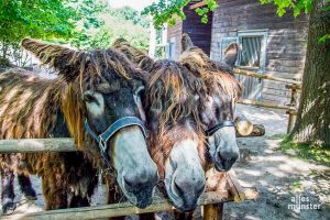 Im Allwetterzoo öffnen weitere Tierhäuser wieder. Menschenansammlungen sind aber weiter zu vermeiden. Für die Poitou-Esel gilt das nicht. (Archivbild: Thomas Hölscher)