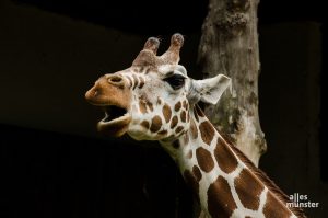 Die Tierhäuser bleiben bis auf weiteres für Besucher geschlossen, also auch das Giraffenhaus. (Archivbild: Thomas Hölscher)