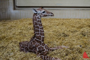 Das Giraffenbaby sechs Wochen nach der Geburt. (Foto: th)