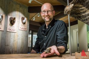 Kurator Dr. Dirk Wewers ist stolz auf den Nachwuchs im Allwetterzoo. Die beiden Sternschildkröten sind kaum größer als ein Autoschlüssel. (Foto: th)