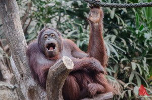 Orang-Utan Dame "Mandi" hat einen neuen Paten. (Foto: th)