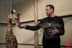 Christoph Metzelder und Giraffen-Kalb "Rocky" hatten schnell einen Draht zueinander. (Foto: th)