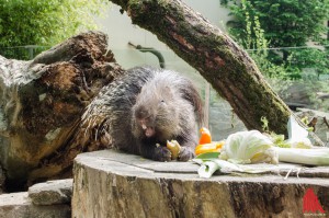 Lässt sich nicht die Butter vom Brot klauen: Stachelschwein in der neuen WG. (Foto: th)