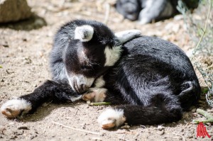 Kleine Zwergziegen brauchen nach dem Toben noch viel Schlaf. (Foto: th)