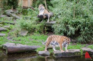 Die Tiger sind zurück im Allwetterzoo. (Foto: th) 