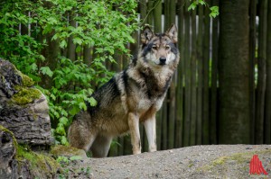 Europäischer Grauwolf im Allwetterzoo Münster. (Foto: th)