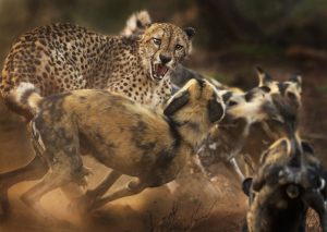 Ein Gepard wird von einem Rudel afrikanischer Wildhunde angegriffen. (Foto: Wildlife Photographer of the Year 2019 / Peter Haygarth)